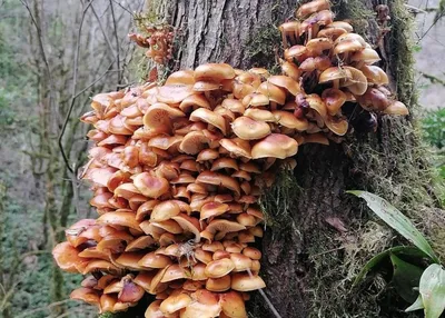 Жителям Подмосковья рассказали, какие зимние грибы уже можно собирать в лесу  - В регионе - РИАМО в Реутове