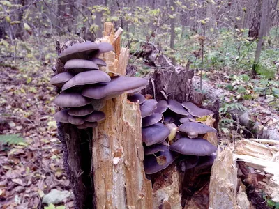 по грибы , вешенки в подмосковном лесу