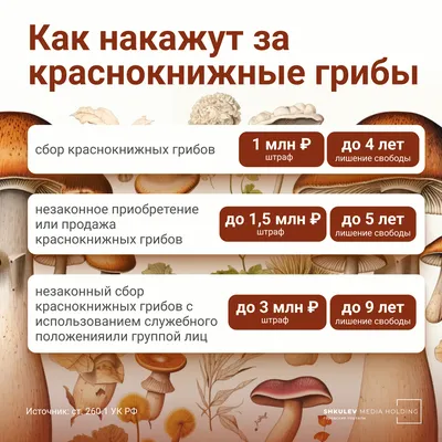 В Одесской области начался грибной сезон: что необходимо знать (фото) — УСІ  Online