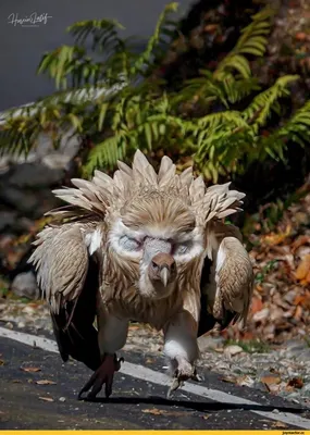 Фотографии гриф птица Griffon vulture Клюв животное 1600x1200