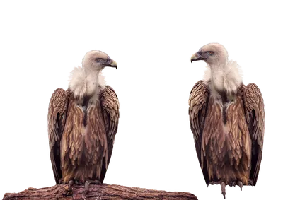 Гриф Птица Животное - Бесплатное фото на Pixabay - Pixabay