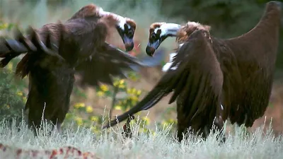 Turkey Vulture - Гриф-индейка. Photographer Etkind Elizabeth