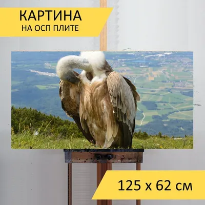 Фигурка Schleich птица Гриф (14847) - купить в Украине | Profi-Toys