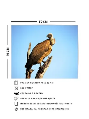 Гриф птица орел, птица, животные, фауна, стоковая фотография png | PNGWing