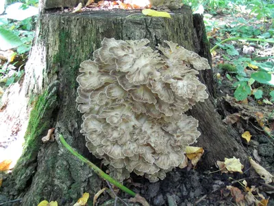 Grifola frondosa, Грифола курчавая (гриб-баран)