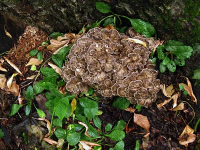 Грифола курчавая (Grifola frondosa) - Picture Mushroom