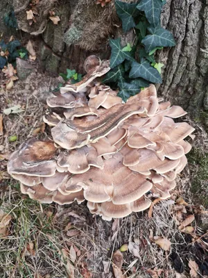 MacroID.RU - Грифола курчавая, Grifola frondosa, гриб баран.