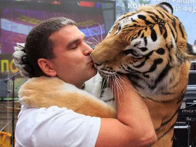 Дима и его любовь к тиграм: как аква-грим помог ему стать знаменитым» —  создано в Шедевруме