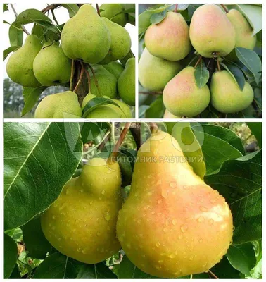 Груша Ранняя летняя (Pyrus Ranniaya letniaya) - описание сорта, фото,  саженцы, посадка, особенности ухода. Дачная энциклопедия.