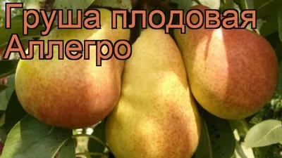 🍐 Купить Грушу по цене от 2000 руб в Москве с доставкой - интернет-магазин  Green Dvorik