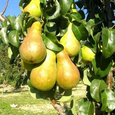 Груша Бере Боск (Beurre Bosc) ᐉ купить с доставкой почтой по Украине в  питомнике Биосад