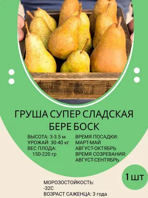 Груша Бере Боск (ID#1327404120), цена: 88 ₴, купить на Prom.ua