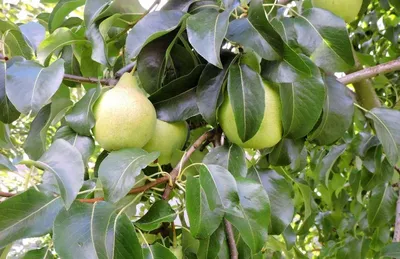 Купить груша \"киффер\" | Питомник плодовых растений ZelenSad - Zelensad