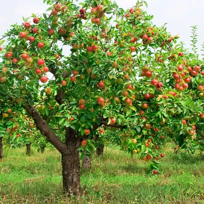 Груша – дерево и древесина – Pyrus communis