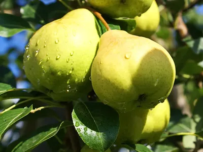Многосортовые груши и другие плодовые деревья: Двухсортовая груша Москвичка  + Лада