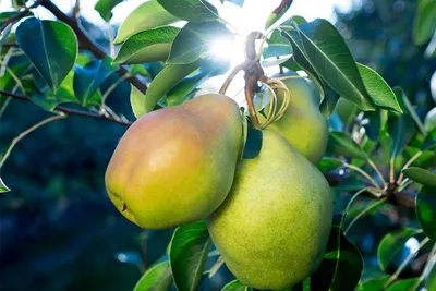 Вкусная сочная молодая груша, висящая на ветке дерева в летнем фруктовом  саду, как здоровая органическая концепция природного фона урожай спелых  фруктов | Премиум Фото