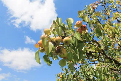 Висит груша: как ухаживать за деревом, чтобы оно хорошо плодоносило |  Интернет-магазин садовых растений