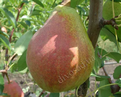 Груша Любимица Клаппа (Pyrus Ljbimica Klappa) ОКС — Питомник Летний сад