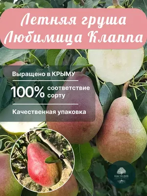 Сорт груши Любимица Клаппа, описание, характеристика и отзывы, особенности  выращивания