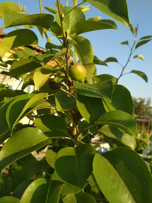 Частный питомник Голубевых on Instagram: \"Груша Осенняя Яковлева - одна из  самых вкусных груш в саду. Обладает насыщенным грушовым вкусом и ароматом,  сочная, сладкая, с маслянистой мякотью. Осталось уже немного на дереве,