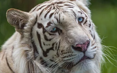 Грустный тигр | Пикабу