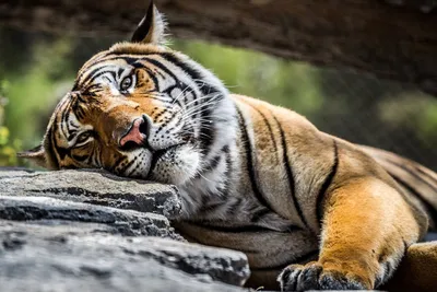 Могущественный сибирский тигр в зоопарке Стоковое Изображение - изображение  насчитывающей киска, развилки: 152181595