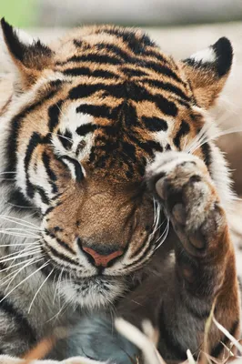 Грустный красивый красный тигр лежит в вольере | Премиум Фото