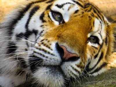 Скачать обои тигр, мордочка, взгляд, камень, тигренок разрешение 1280x1024  #1295