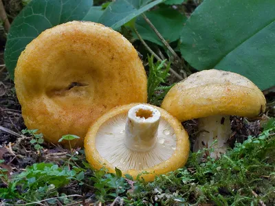 Груздь жёлтый (Lactarius scrobiculatus) фотографии, видео и истории