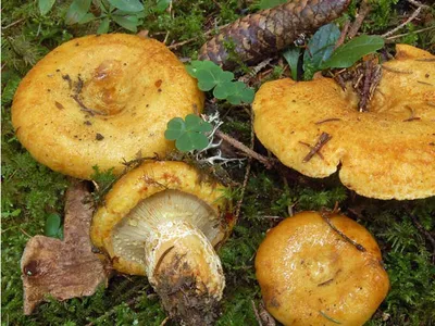 Груздь жёлтый (Lactarius scrobiculatus). Фото на сайте \"Грибы: информация и  фотографии\"