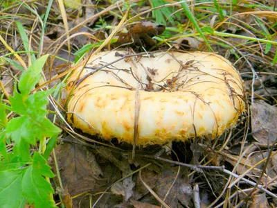 Груздь желтый (Lactarius scrobiculatus) описание фото