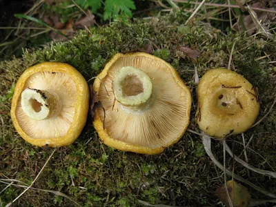 Lactarius citriolens, Груздь бахромистый (бахромчатый)