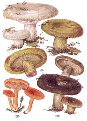 Груздь жёлтый (Lactarius scrobiculatus) – Грибы Сибири