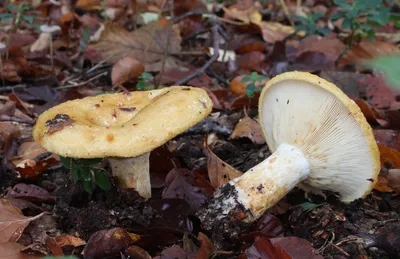 Груздь синеющий - Lactarius repraesentaneus Britzelm. 1885 :: Игорь  Дементьев – Социальная сеть ФотоКто