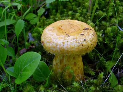 Груздь жёлтый (Lactarius scrobiculatus). Фото на сайте \"Грибы: информация и  фотографии\"