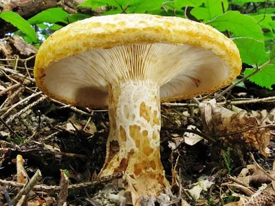 Груздь жёлтый - Lactarius scrobiculatus - Грибы Уломы Железной