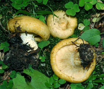 Груздь синеющий - Lactarius repraesentaneus - Грибы Уломы Железной