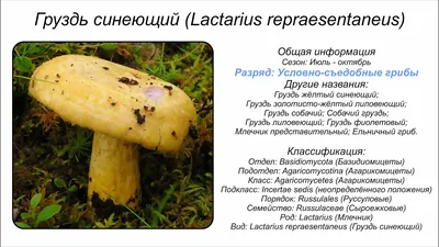 Грибы, Ягоды, Дары природы | Страница 67 | Амурский Берег - территория,  свободная для творчества