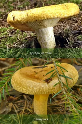 Груздь желтый (Lactarius scrobiculatus) - YouTube