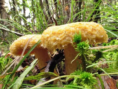 Вячеслав Степанов: Грибы Калужской области -Груздь жёлтый (Lactarius  scrobiculatus)