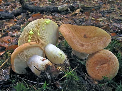 Мицелий Груздя синеющего, Lactarius repraesentaneus 100г. ✔️ 128 грн. ᐉ  Міцелій грибів в Дніпрі на BON.ua 70047176