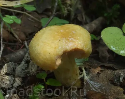 zed.karelia.ru/for.all/fungi/lactarius-scrobiculatus ::