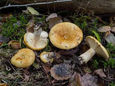 Груздь золотисто-жёлтый (Lactarius chrysorrheus) фотографии, видео и истории