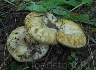 Груздь желтый (Lactarius scrobiculatus) - YouTube