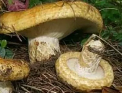 Груздь синеющий (собачий), Lactarius repraesentaneus - Грибы Средней Полосы