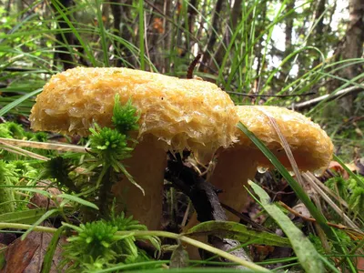 Груздь белый - Lactarius resimus - Грибы Уломы Железной