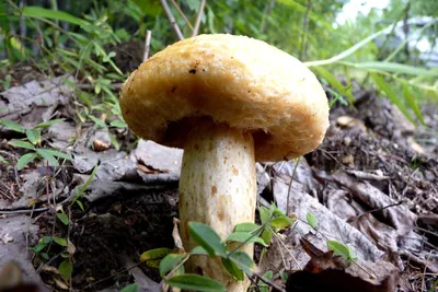 Купить Мицелий Груздя желтого / Груздь ямчатый (Lactarius scrobiculatus),  120 г