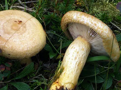 Груздь жёлтый (Lactarius scrobiculatus) фотографии, видео и истории