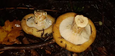 Lactarius citriolens, Груздь бахромистый (бахромчатый)