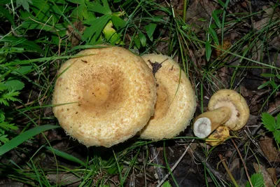 Груздь синеющий - Lactarius repraesentaneus - Грибы Уломы Железной